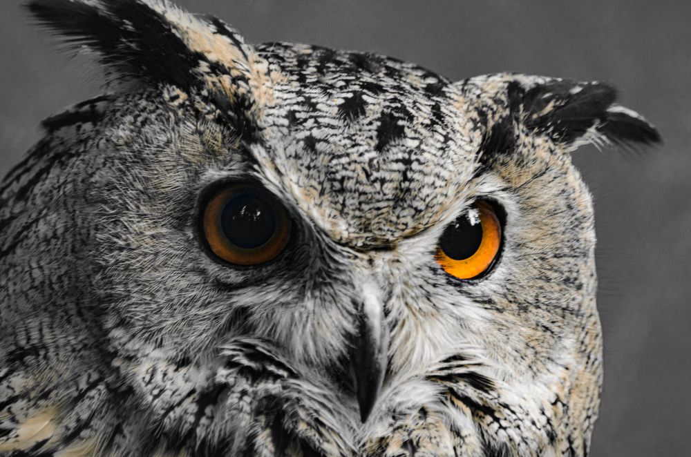 Пронзительный взгляд