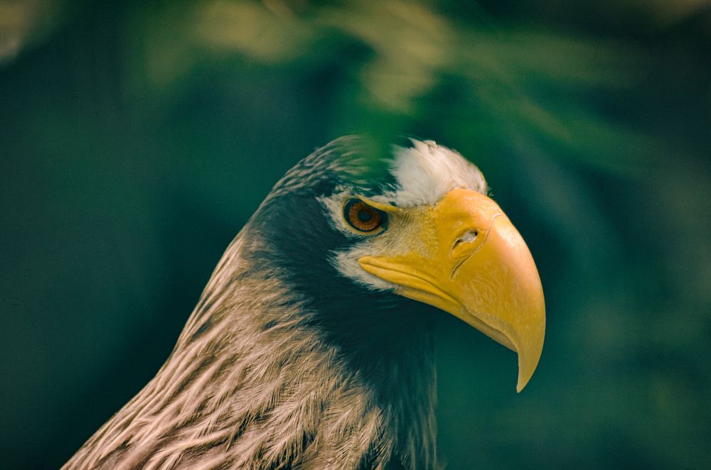 Бывалый охотник