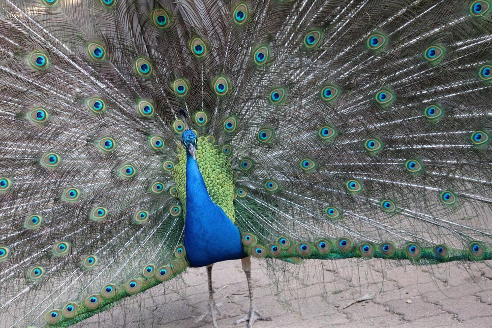 Photograph by Mbulelo Zalekile