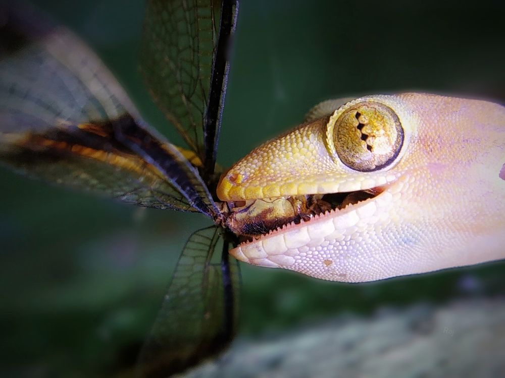 Photograph by Raj Purkait Raj