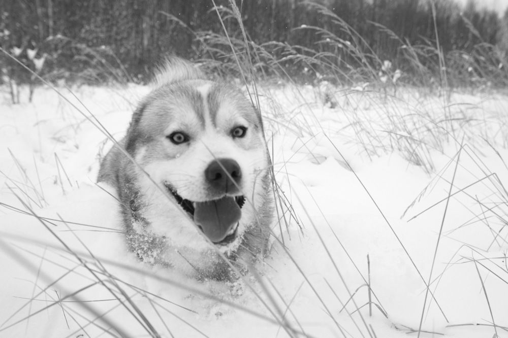 Photograph by Алексей Куренков