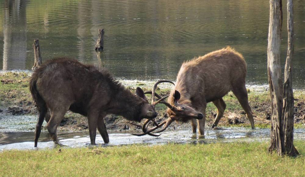 Sambars doing various things