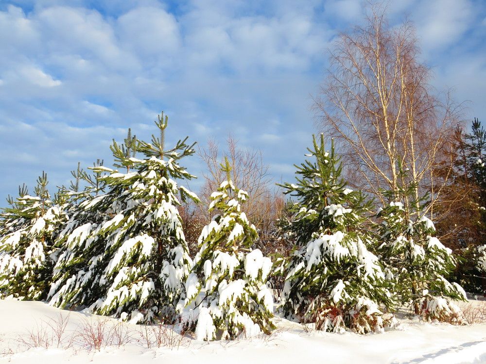 Морозный солнечный день
