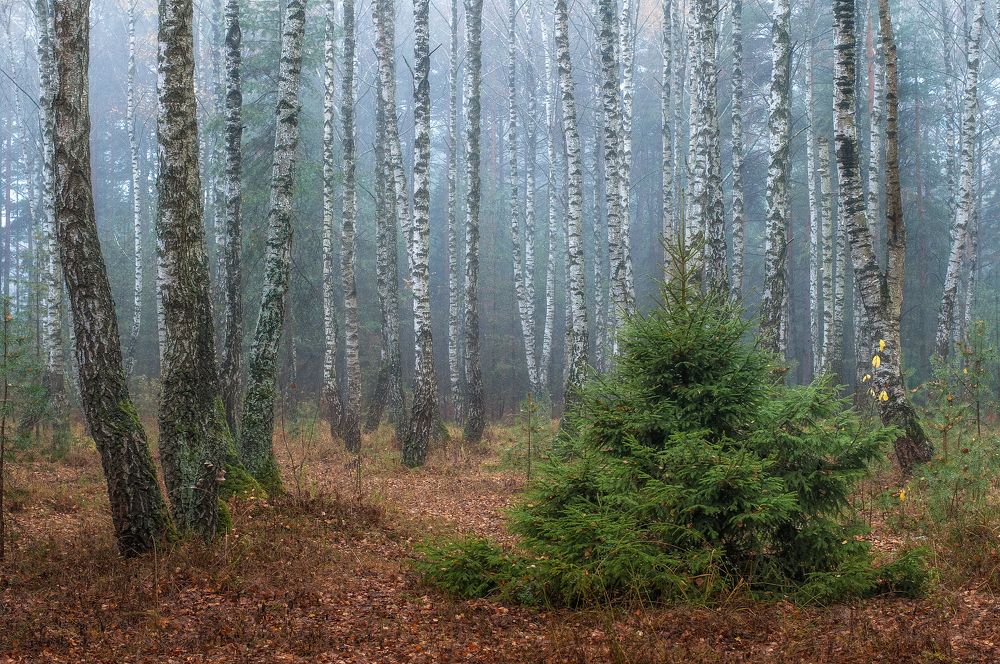 Photograph by Дарья Кончакова