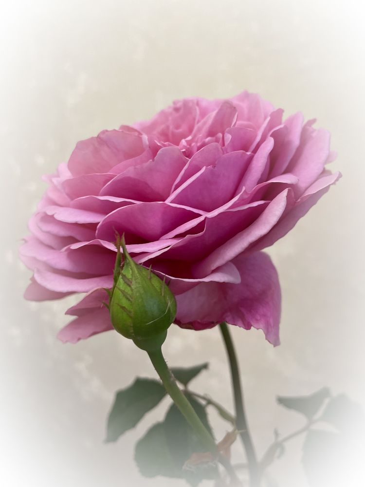 Фотография автора Рамзия Хисамутдинова