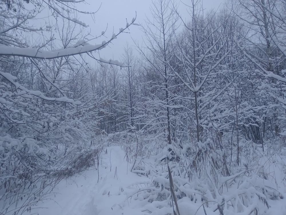 Photo #8532876