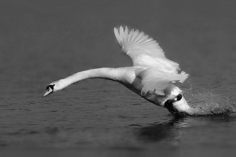 Photograph by Игорь Чеботарёв