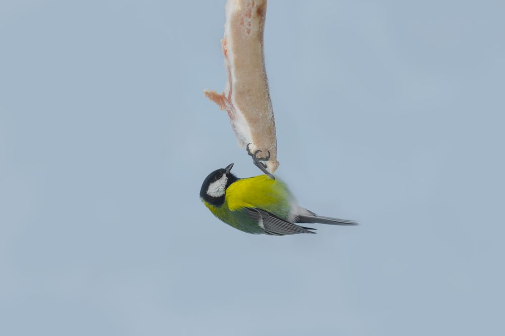 Фотография автора Vadim Svirin