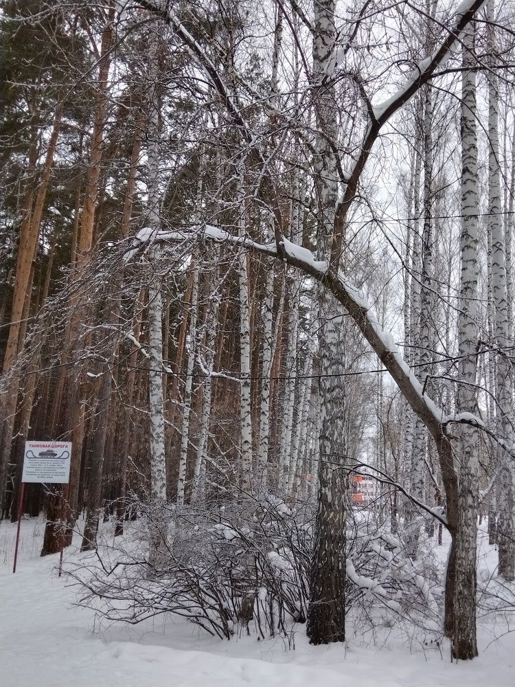Photo #8533191