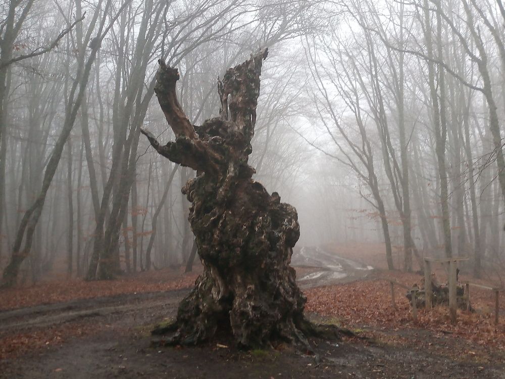 Photograph by Николай Боярин