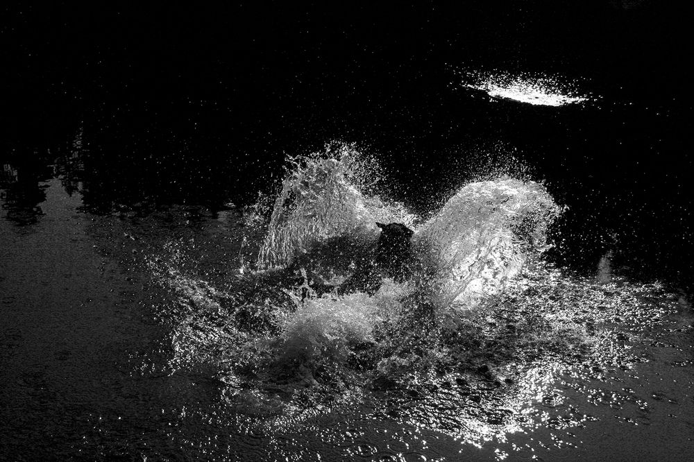 Крылья ангела.