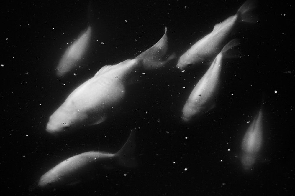 Photograph by Олег Банковский