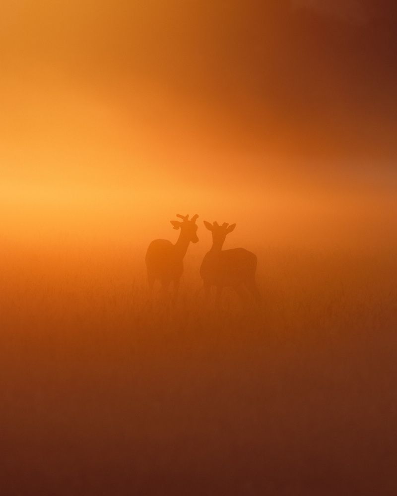 Photograph by Aleks Budimir