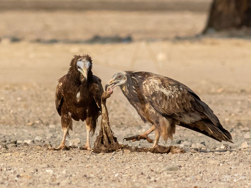 Photograph by Aboobacker Siddique