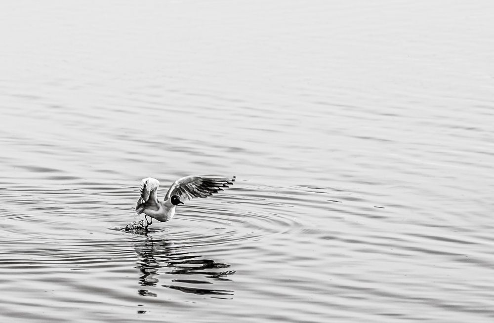 Photograph by Анна Володькина