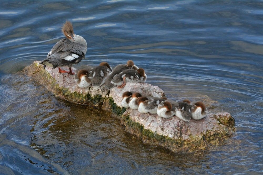 Photograph by Анатолий Каминский