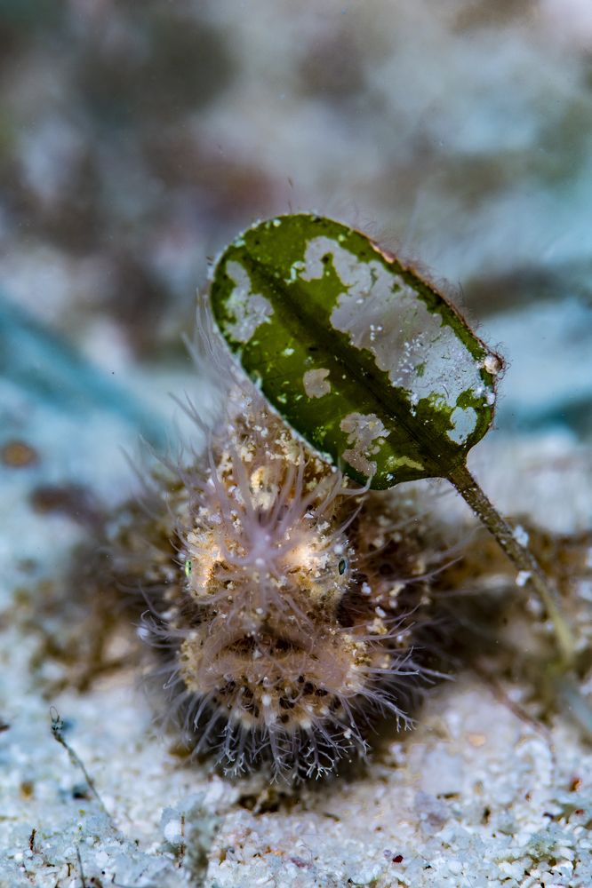 Photograph by KURASHIMA DAISUKE