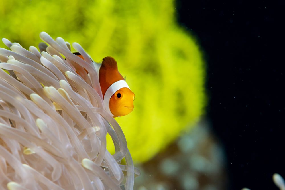 Photograph by KURASHIMA DAISUKE