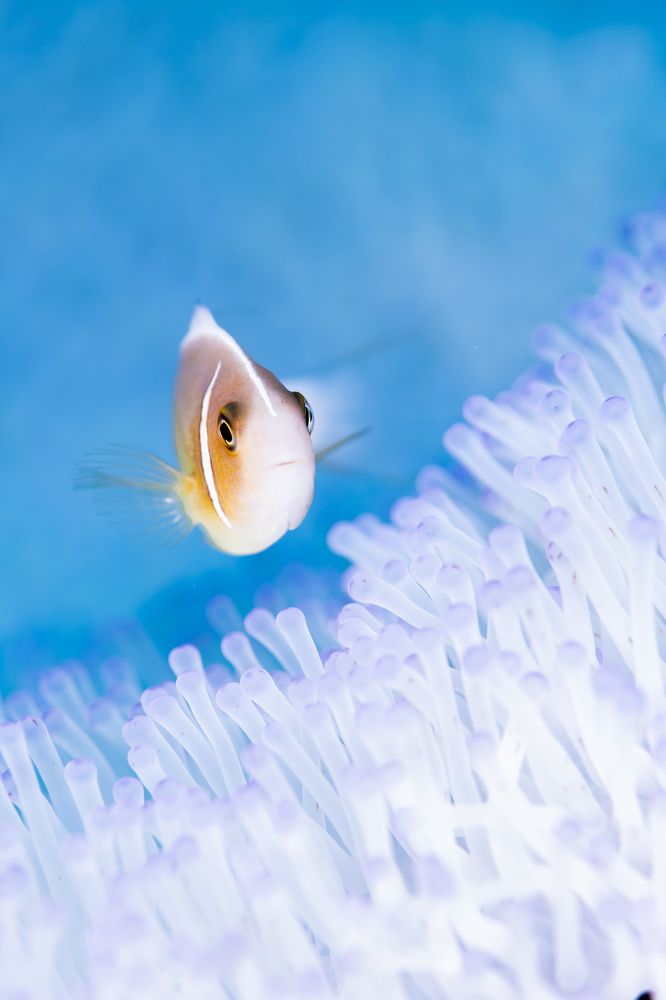 Photograph by KURASHIMA DAISUKE