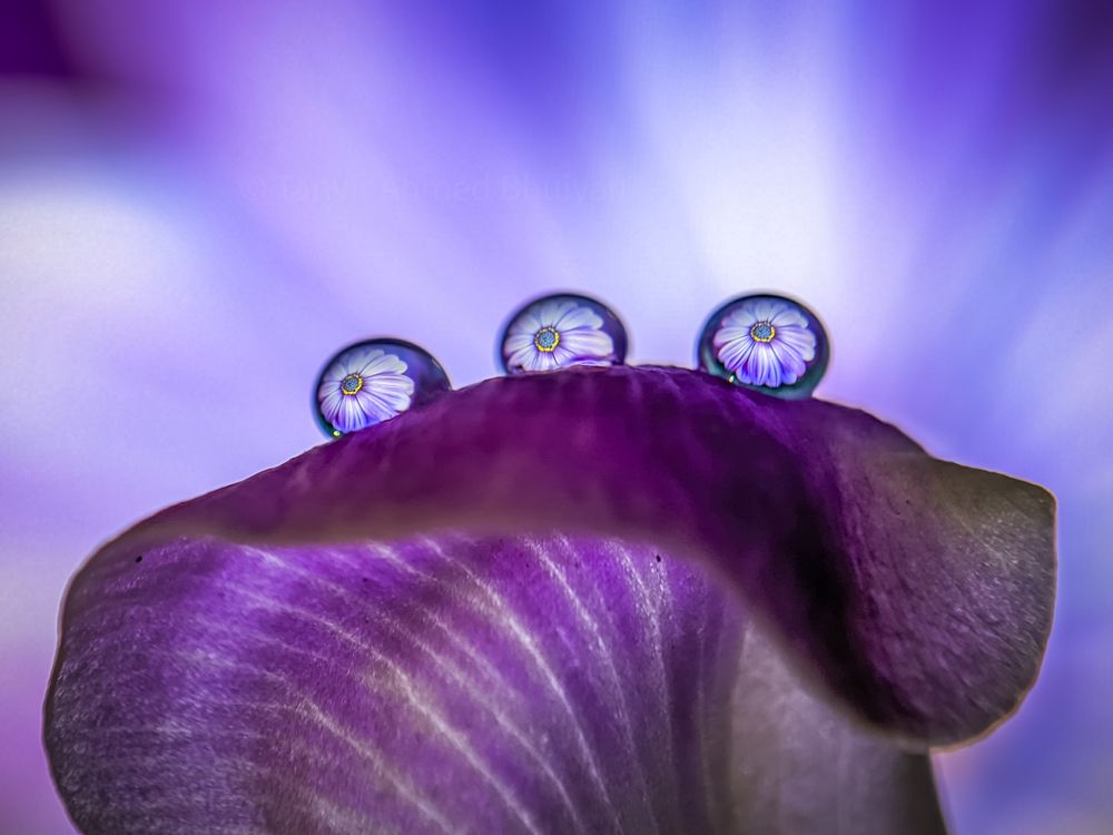 Photograph by Tanvir Ahmed Bhuiyan