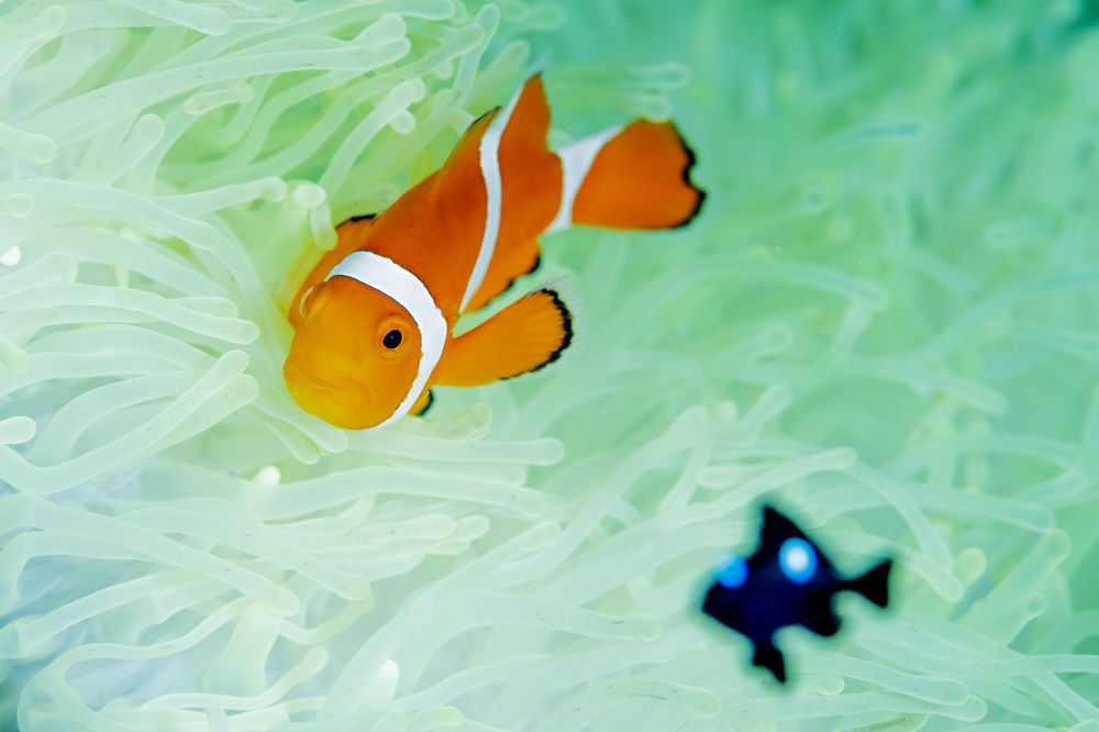 Photograph by KURASHIMA DAISUKE