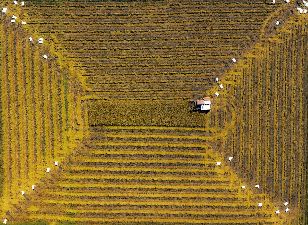 Harvest Time - Agriculture