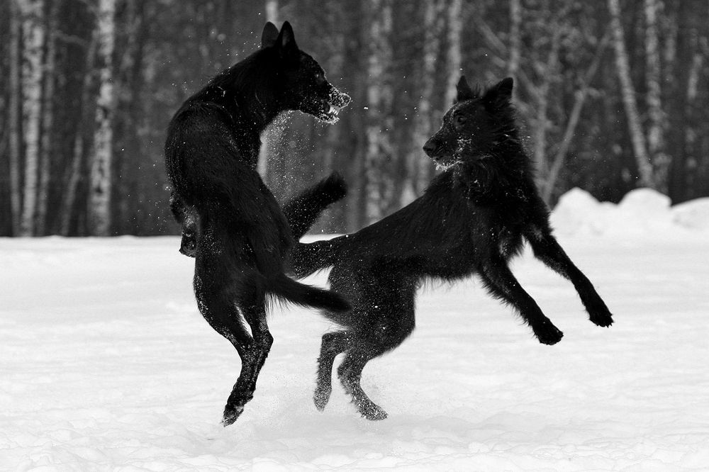 Фотография автора Надежда Лисицына