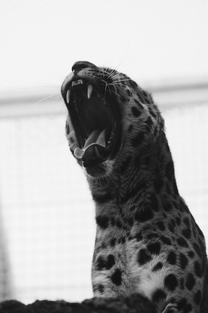 Photograph by Светлана Шуткова