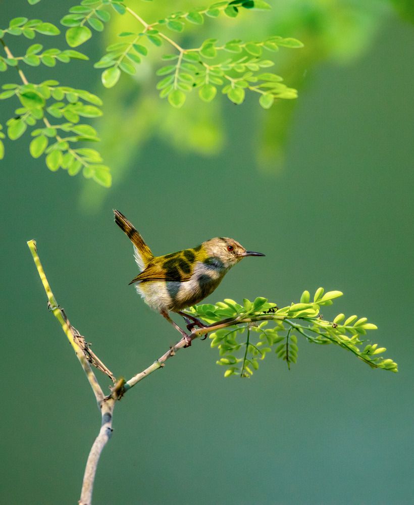 Photograph by Arnab Roy