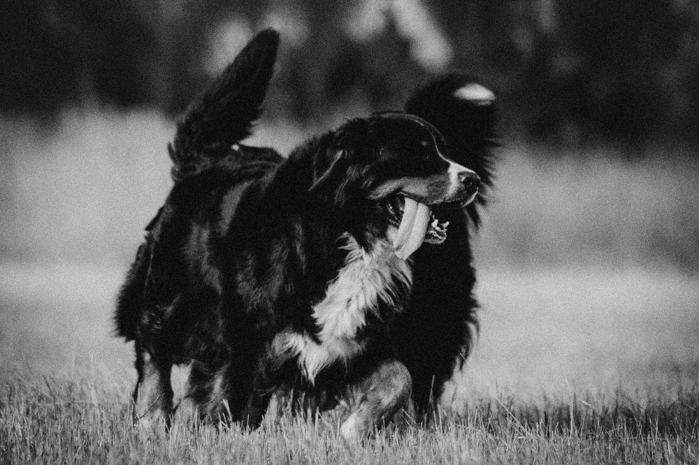 Photograph by Ангелина Ледовская