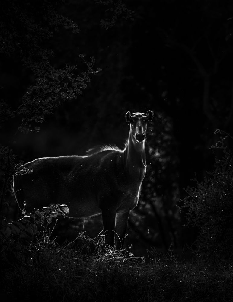 Photograph by Thakor Virendrasinh