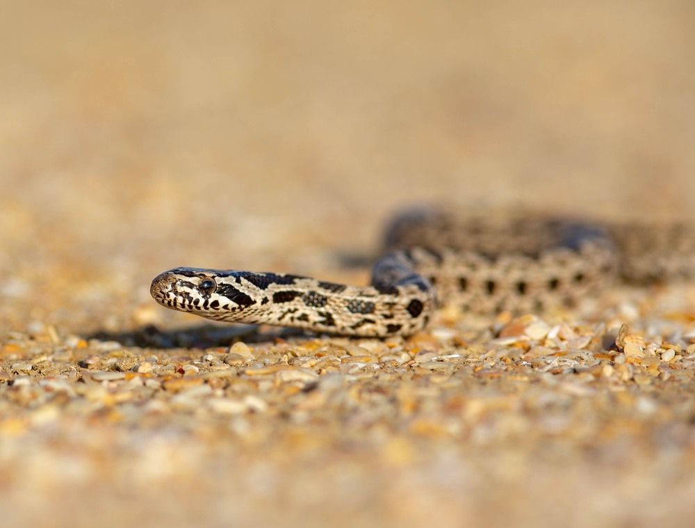 Сарматский полоз