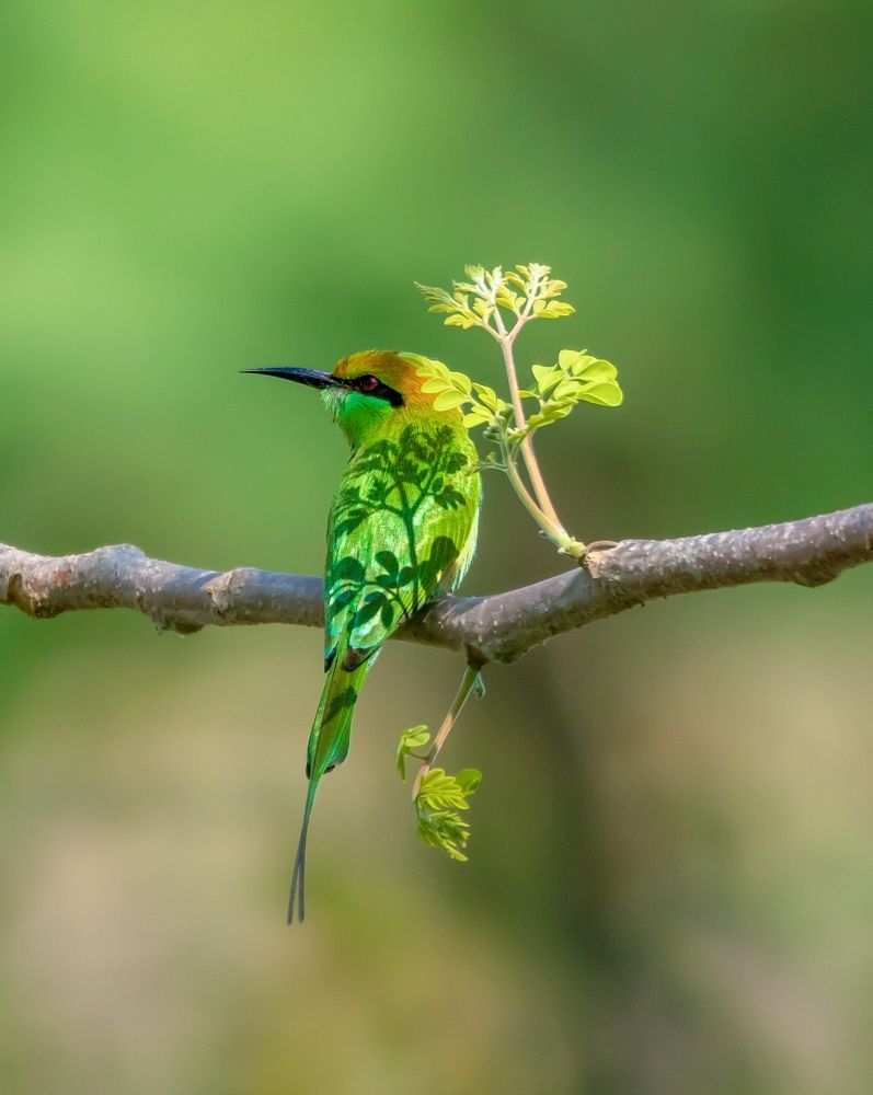 Photograph by Arnab Roy