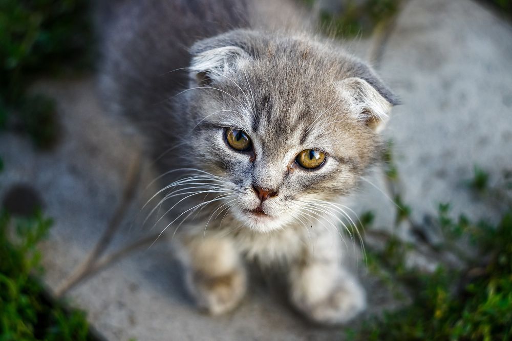 Photograph by Ник Евгенич