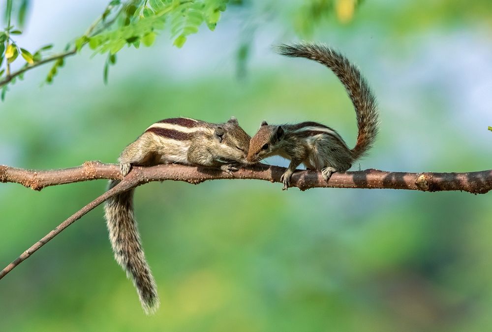 Photograph by Arnab Roy