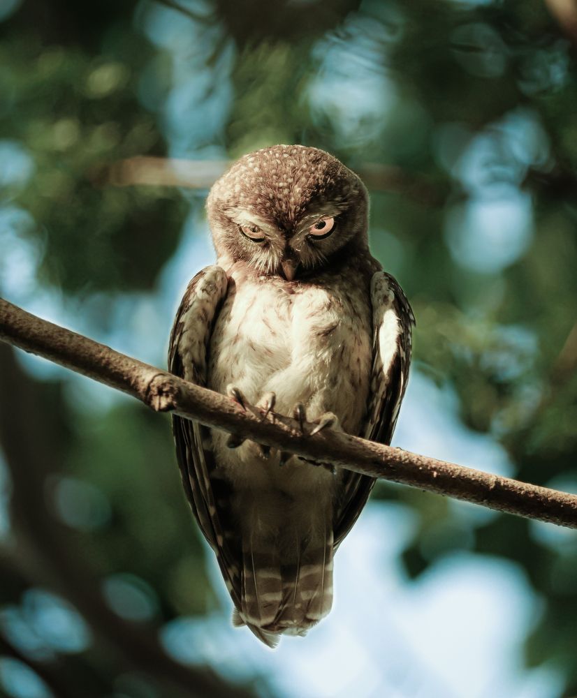 Photograph by Thakor Virendrasinh