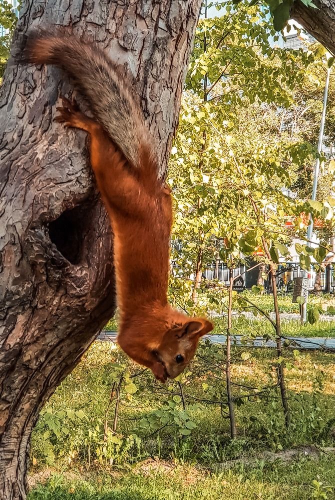 Фотография автора Максим Грибанов