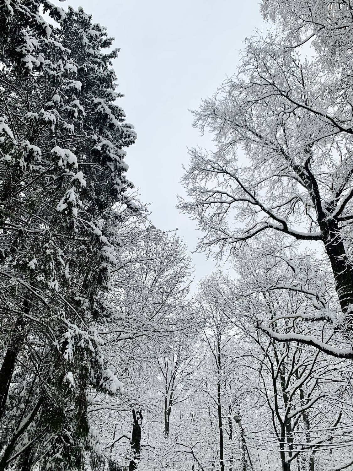 Photo #8534665