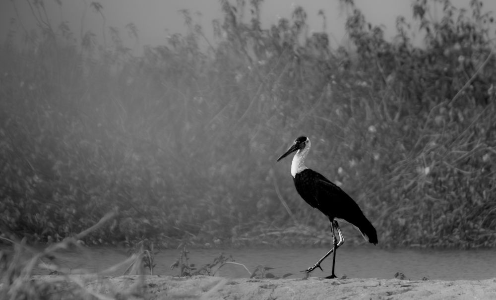 Photograph by Thakor Virendrasinh