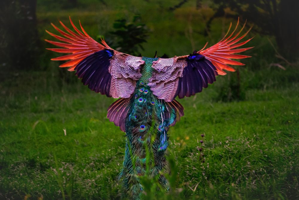 Photograph by Thakor Virendrasinh