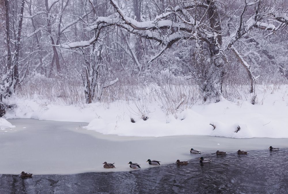 Photograph by Елена Маршавина