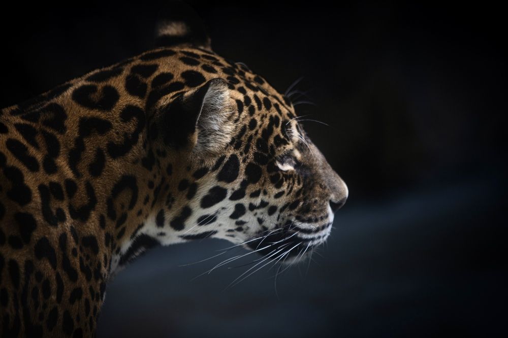 Photograph by Martin Šafář