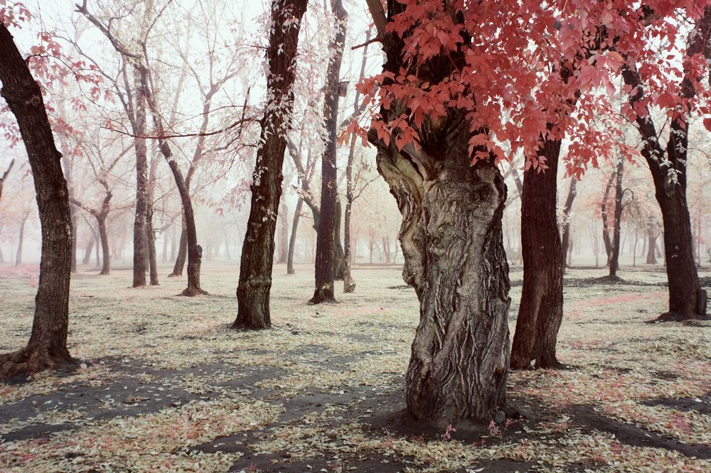 Фотография автора Александр Щусь