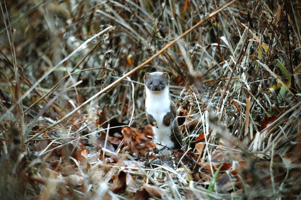 Фотография автора Sebastian Popa