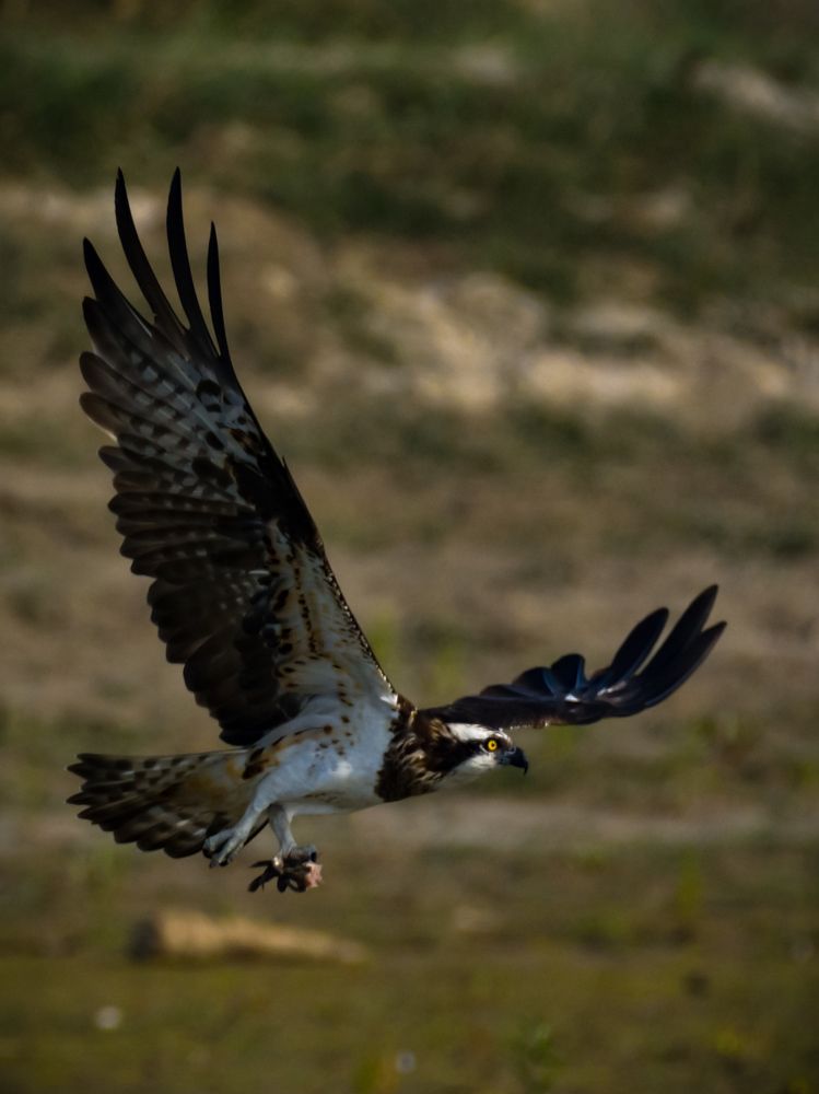 Photograph by Irene Chattopadhyay