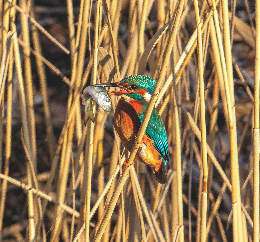 Фотография автора Sebastian Popa
