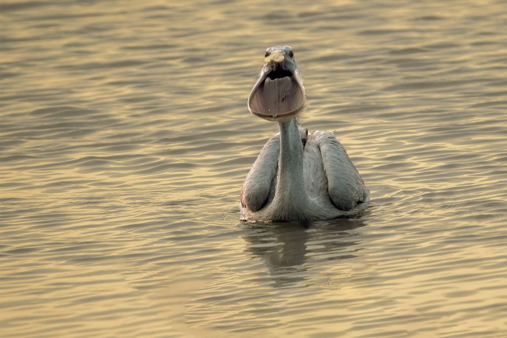 Photograph by Gobinda Dhara