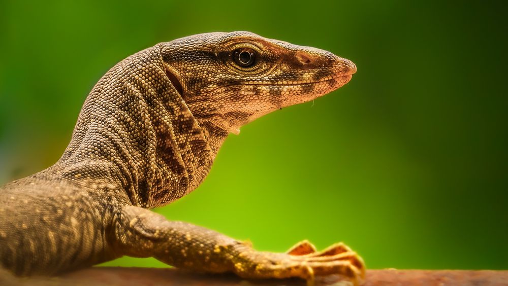 The Perfect Portrait