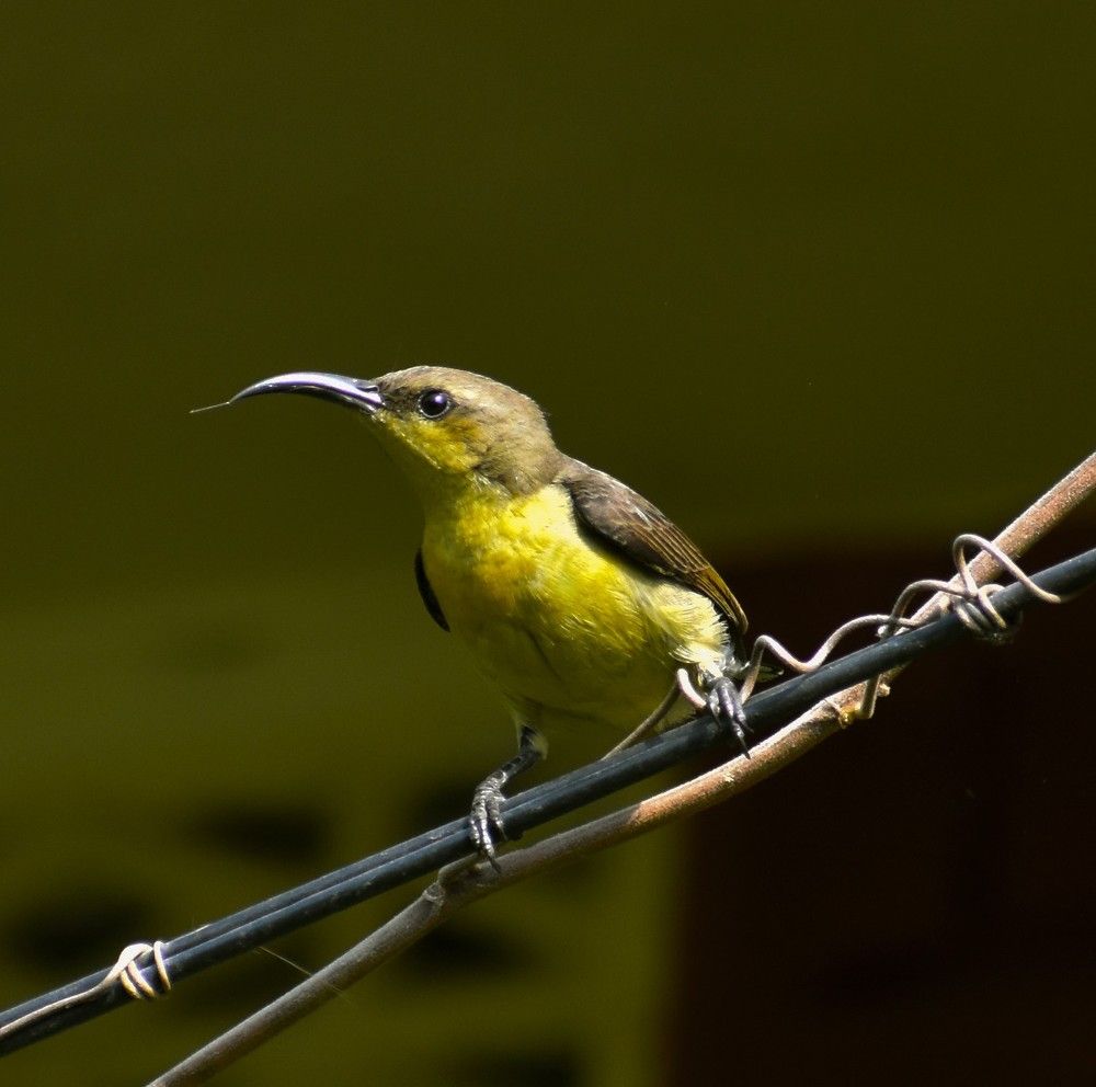 Photograph by Mohammad Ridwanur Rahman