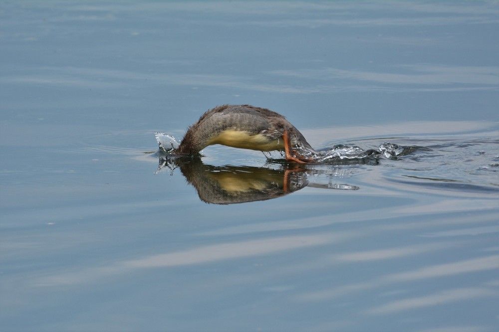 Photograph by Анатолий Каминский